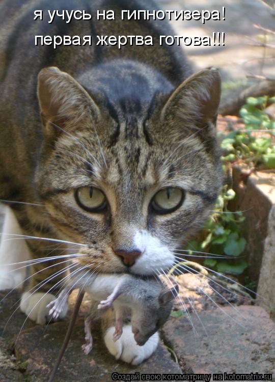 Котоматрица: я учусь на гипнотизера! первая жертва готова!!!