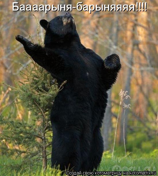 Котоматрица: Баааарыня-барыняяяя!!!!