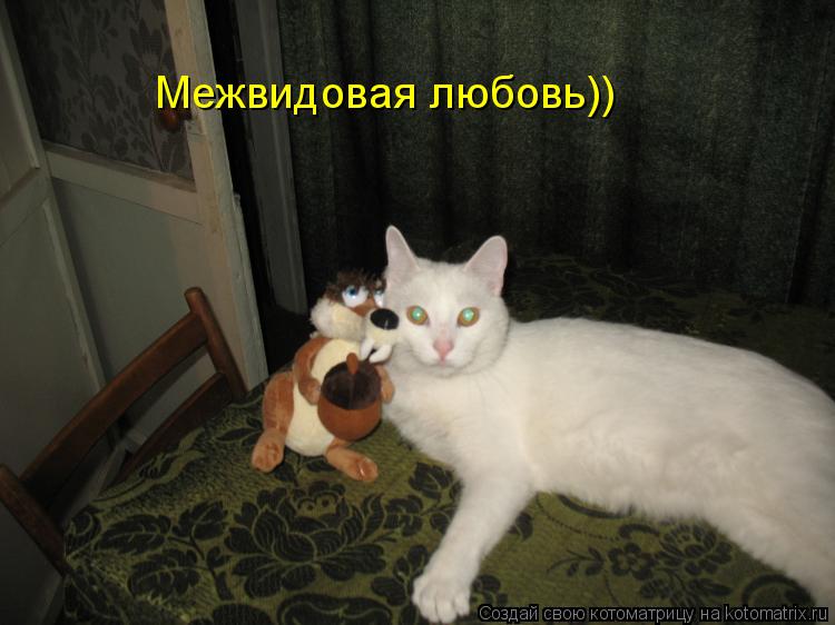 Котоматрица: Межвидовая любовь))