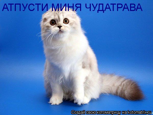 Котоматрица: АТПУСТИ МИНЯ ЧУДАТРАВА