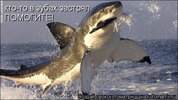 Котоматрица: кто-то в зубах застрял, кто-то в зубах застрял, ПОМОГИТЕ!