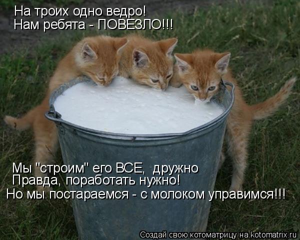 Котоматрица: На троих одно ведро! Нам ребята - ПОВЕЗЛО!!! Мы "строим" его ВСЕ,  дружно Правда, поработать нужно! Но мы постараемся - с молоком управимся!!!