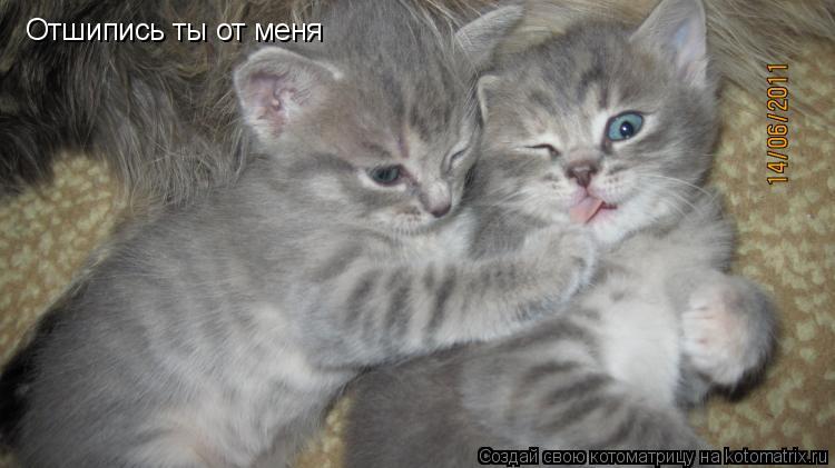 Отшипись ты от меня... Котоматрица: Отшипись ты от меня
