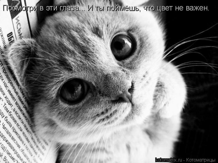 Котоматрица: Посмотри в эти глаза... И ты поймёшь, что цвет не важен.