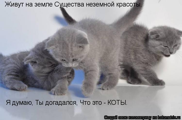 Котоматрица: Живут на земле Существа неземной красоты. Я думаю, Ты догадался, Что это - КОТЫ.