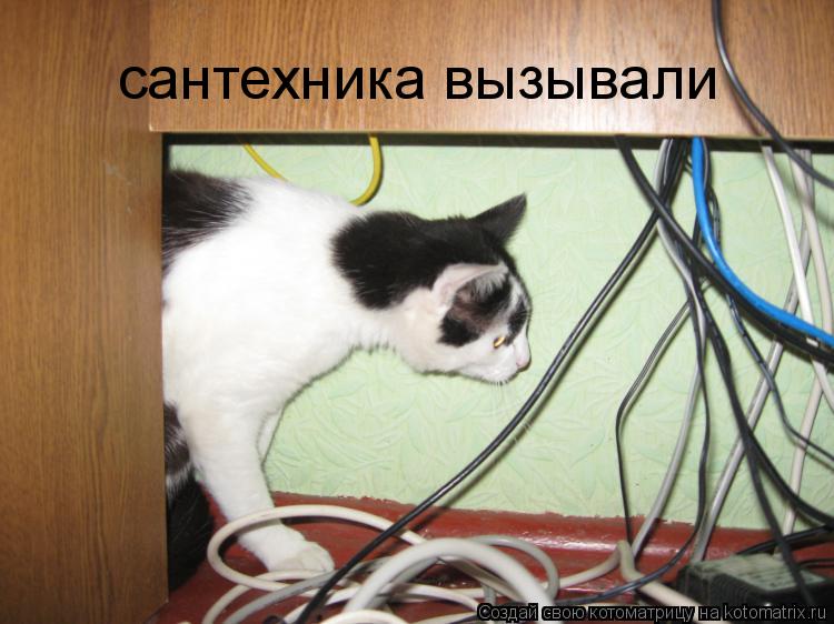 Котоматрица: сантехника вызывали