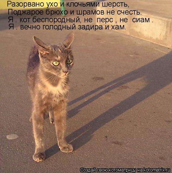 Котоматрица: Разорвано ухо и клочьями шерсть, Поджарое брюхо и шрамов не счесть. Я – кот беспородный, не «перс», не «сиам». Я – вечно голодный задира и ха