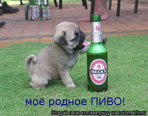 Котоматрица: моё родное ПИВО!