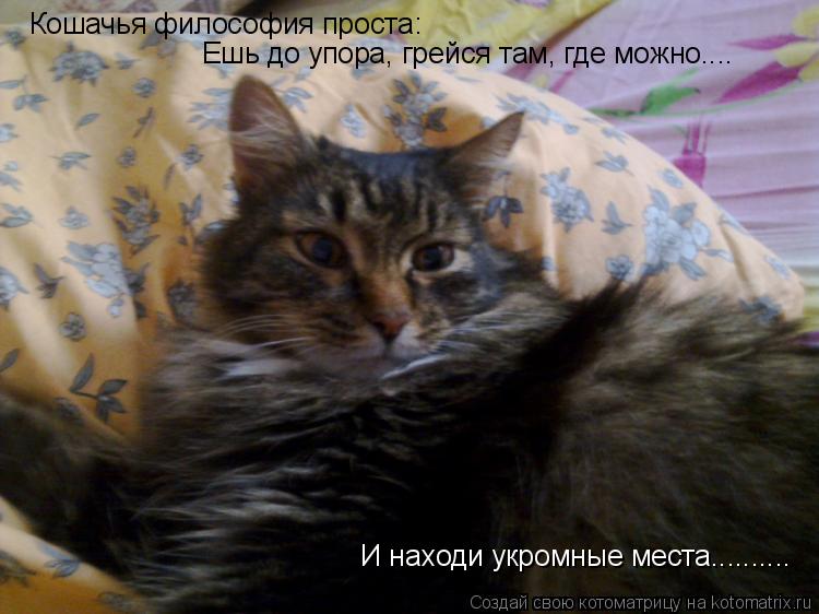 Котоматрица: Кошачья философия проста:  Ешь до упора, грейся там, где можно.... И находи укромные места..........