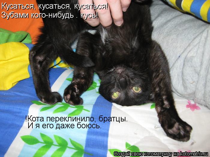Котоматрица: Кусаться, кусаться, кусаться!  Зубами кого-нибудь – кусь! !Кота переклинило, братцы. И я его даже боюсь.