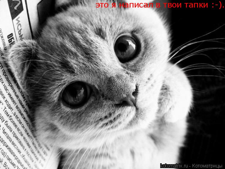 Котоматрица: это я написал в твои тапки :-).