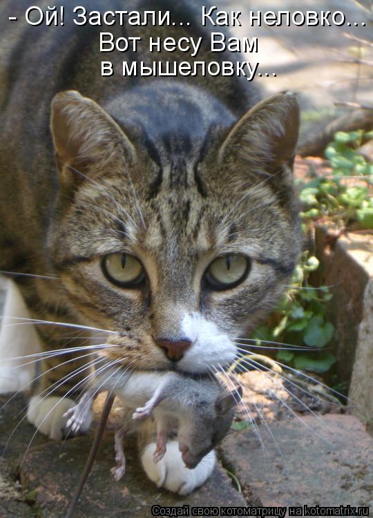 Котоматрица: - Ой! Застали... Как неловко... Вот несу Вам в мышеловку...