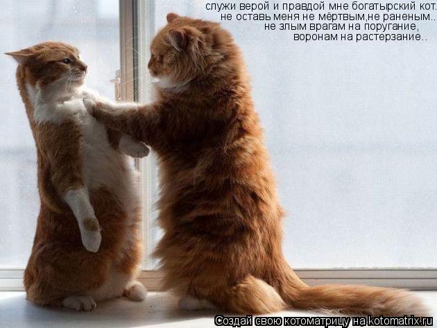 Котоматрица: служи верой и правдой мне богатырский кот.. не оставь меня не мёртвым,не раненым.. не злым врагам на поругание, воронам на растерзание..