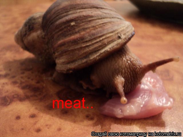 Котоматрица: meat..