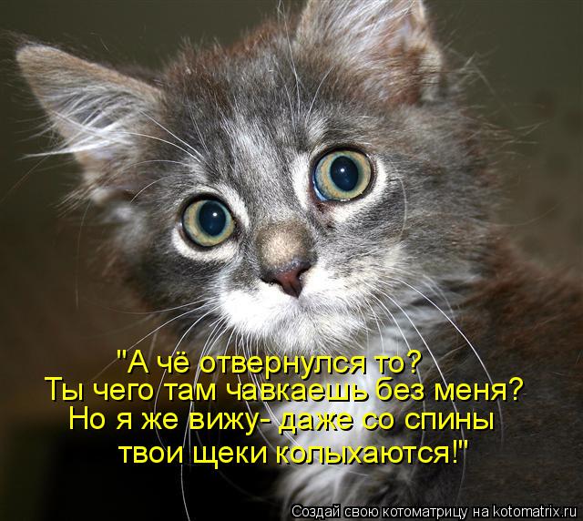 Котоматрица: Но я же вижу- даже со спины Ты чего там чавкаешь без меня? "А чё отвернулся то? твои щеки колыхаются!"
