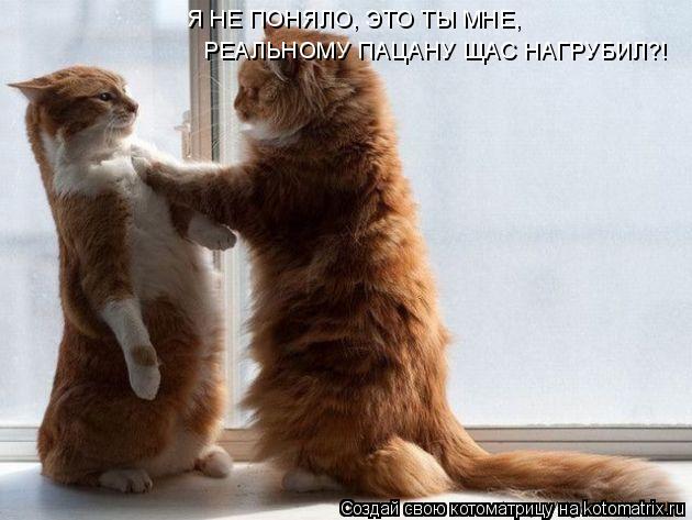 Котоматрица: РЕАЛЬНОМУ ПАЦАНУ ЩАС НАГРУБИЛ?! Я НЕ ПОНЯЛО, ЭТО ТЫ МНЕ,