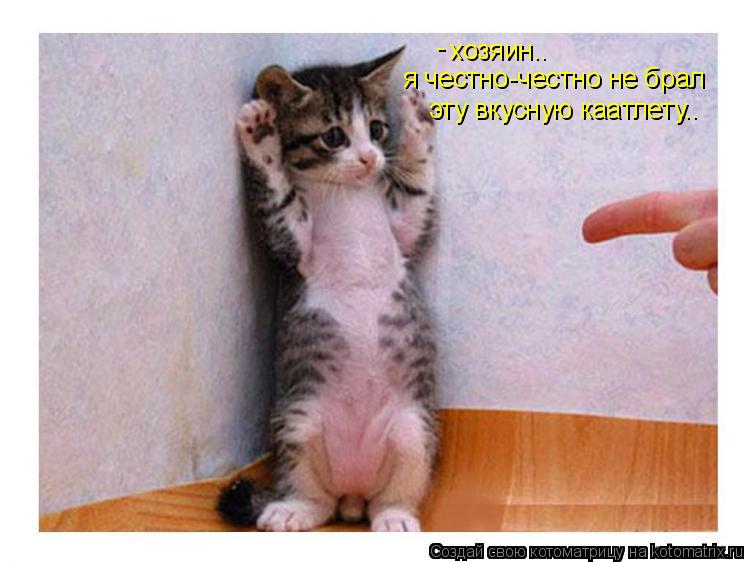 Котоматрица: хозяин.. я честно-честно не брал эту вкусную каатлету.. -