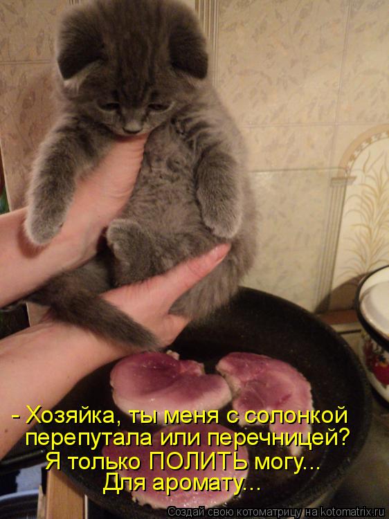 Котоматрица: - Хозяйка, ты меня с солонкой перепутала или перечницей? Я только ПОЛИТЬ могу... Для аромату...