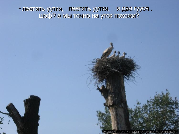 Котоматрица: леетять уутки, леетять уутки, и два гууся.. шэф? а мы точно на уток похожи? -