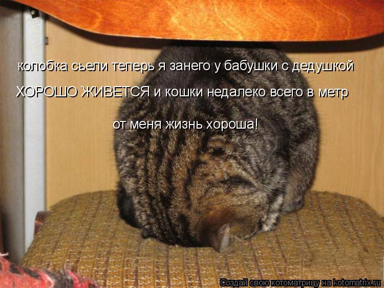 Котоматрица: колобка сьели теперь я занего у бабушки с дедушкой  ХОРОШО ЖИВЕТСЯ и кошки недалеко всего в метр  от меня жизнь хороша! от меня жизнь хороша!