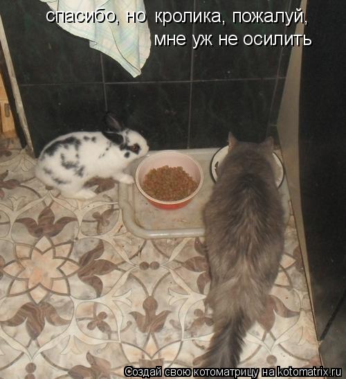 Котоматрица: кролика, пожалуй, мне уж не осилить спасибо, но