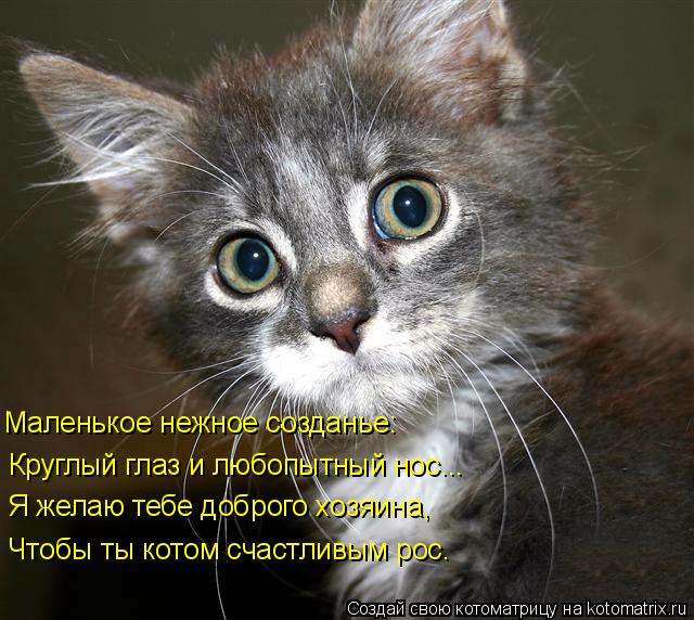 Котоматрица: Маленькое нежное созданье: Круглый глаз и любопытный нос... Я желаю тебе доброго хозяина, Чтобы ты котом счастливым рос.