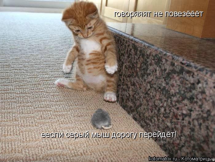 Котоматрица: говоряяят не повезёёёт еесли серый мыш дорогу перейдёт!