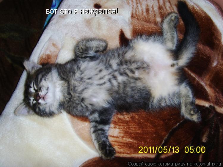 Котоматрица: вот это я нажрался!