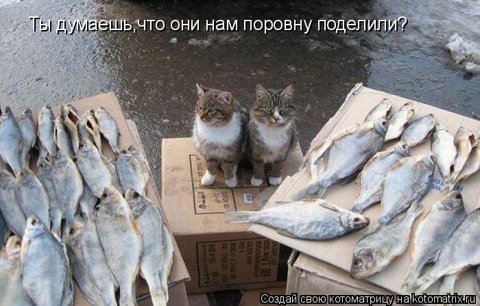 Котоматрица: Ты думаешь,что они нам поровну поделили?