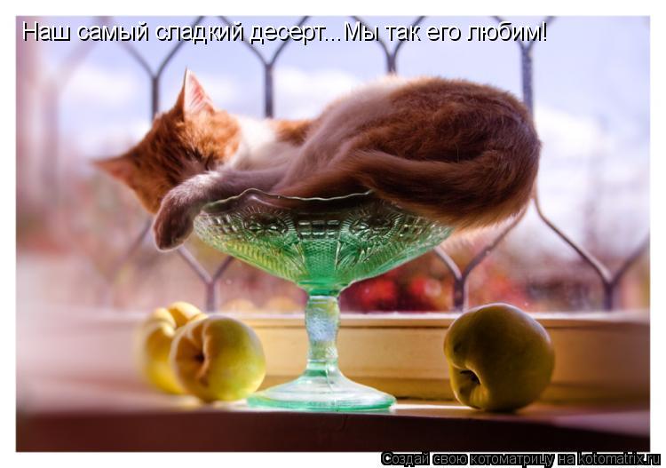Котоматрица: Наш самый сладкий десерт...Мы так его любим!