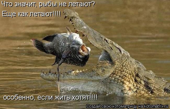 Что значит, рыбы не летают? Еще как летают!!!! особенно, если жить хотят!!!!... Котоматрица: Что значит, рыбы не летают? Еще как летают!!!! особенно, если жить хотят!!!!