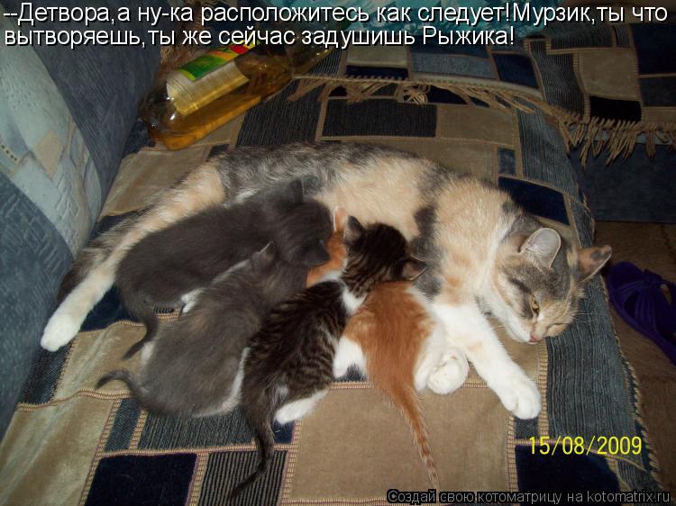 Котоматрица: --Детвора,а ну-ка расположитесь как следует!Мурзик,ты что вытворяешь,ты же сейчас задушишь Рыжика!