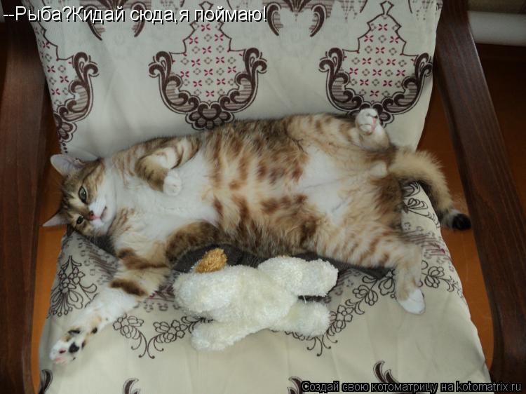 Котоматрица: --Рыба?Кидай сюда,я поймаю!