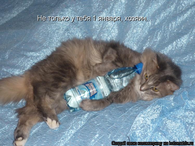 Котоматрица: Не только у тебя 1 января, хозяин...