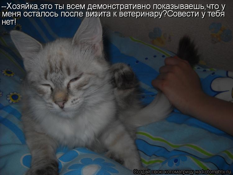 Котоматрица: --Хозяйка,это ты всем демонстративно показываешь,что у меня осталось после визита к ветеринару?Совести у тебя нет!