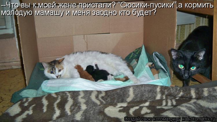 Котоматрица: --Что вы к моей жене пристали? "Сюсики-пусики",а кормить молодую мамашу и меня заодно кто будет?