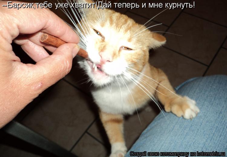 Котоматрица: --Барсик,тебе уже хватит!Дай теперь и мне курнуть!