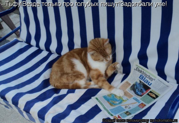 Котоматрица: --Тьфу!Везде только про голубых пишут!Задолбали уже!