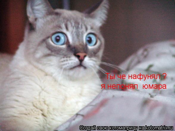Котоматрица: Ты че нафунял ? я непонял  юмара