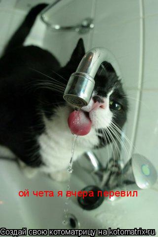 Котоматрица: ой чета я вчера перевил