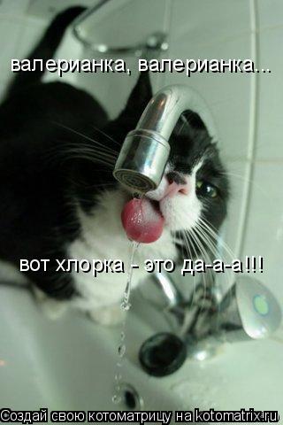 Котоматрица: валерианка, валерианка... вот хлорка - это да-а-а!!!