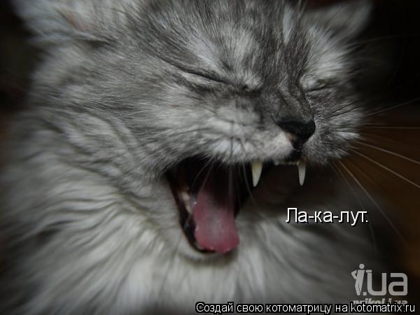 Котоматрица: Ла-ка-лут.