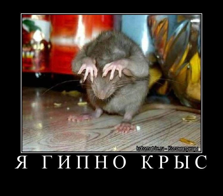 Котоматрица: я гипно крыс 