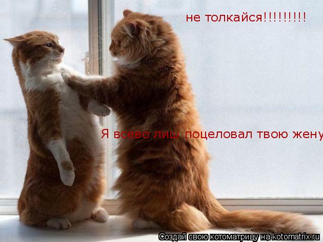 Котоматрица: не толкайся!!!!!!!!! Я всево лиш поцеловал твою жену!