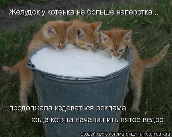 Котоматрица: Желудок у котенка не больше наперстка... когда котята начали пить пятое ведро ...продолжала издеваться реклама
