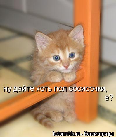 Котоматрица: ну дайте хоть пол сосисочки, а?
