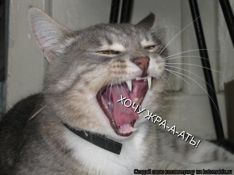 Котоматрица: ХОЧУ ЖРА-А-АТЬ!