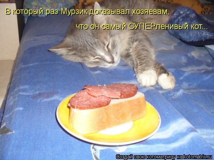 Котоматрица: В который раз Мурзик доказывал хозяевам, что он самый СУПЕРленивый кот...