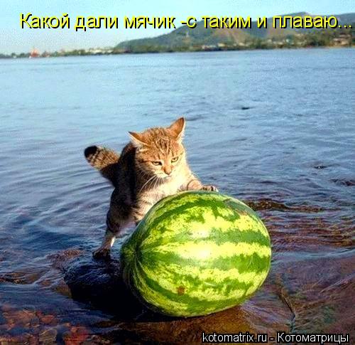 Котоматрица: Какой дали мячик -с таким и  плаваю...