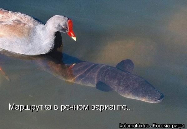 Котоматрица: Маршрутка в речном варианте...